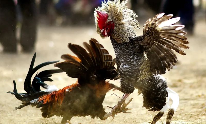 Da Ga Hang Xao Cuoc Choi Cua Lieu Linh Ky Thuat Va Toan Tinh