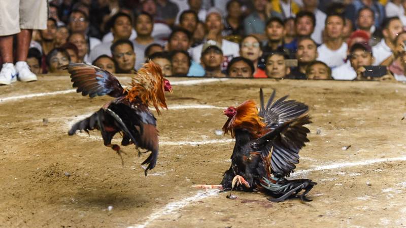 Đá gà hàng xáo là gì?