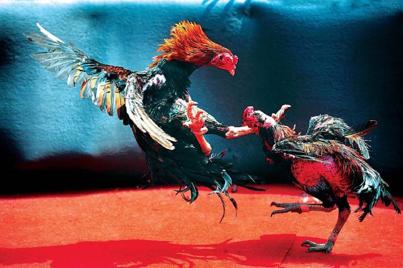 Vì sao đá gà hàng xáo được nhiều người chơi ưa chuộng?