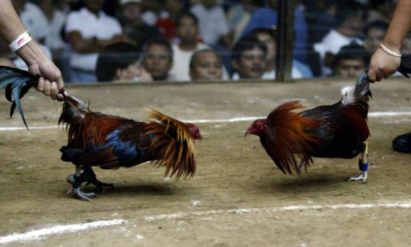Phân Biệt Gà Đá Cựa Sắt Và Gà Đá Đòn - Những Điểm Khác Biệt