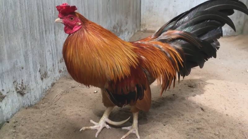 Tầm quan trọng của việc rèn luyện thể lực cho gà